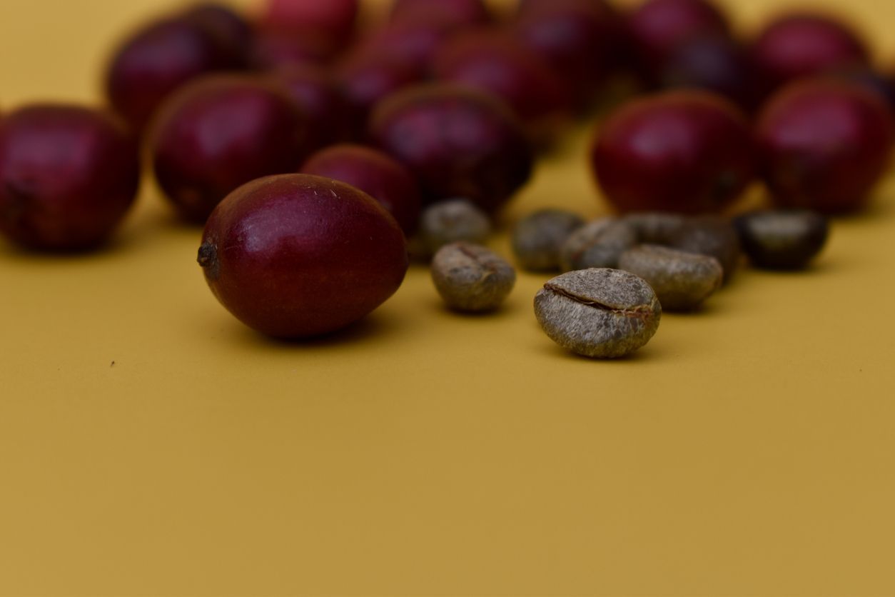 kopi monyet, jenis kopi hasil fermentasi hewan