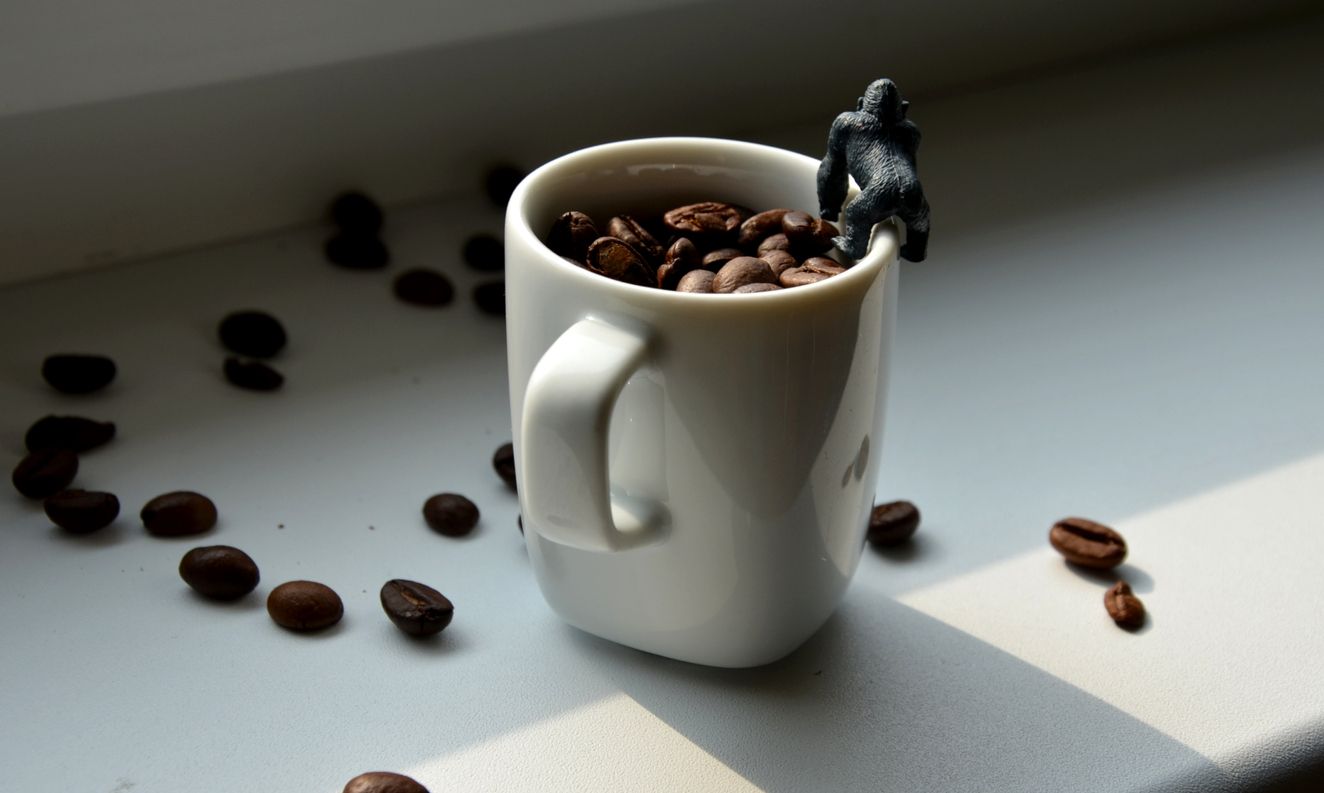 kopi monyet, jenis kopi hasil fermentasi hewan