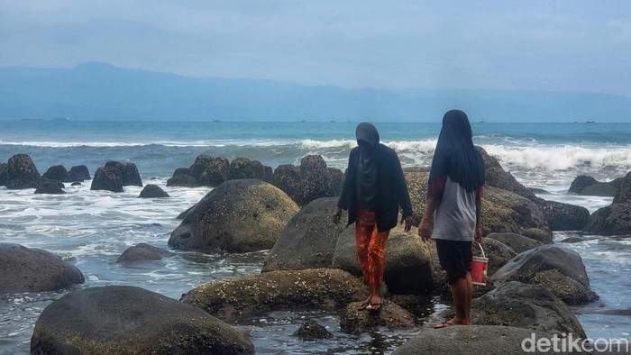Mak Iis dan Mak Eyoh sedang berburu keong ogong di pesisir Sukawayana, Kabupaten Sukabumi.