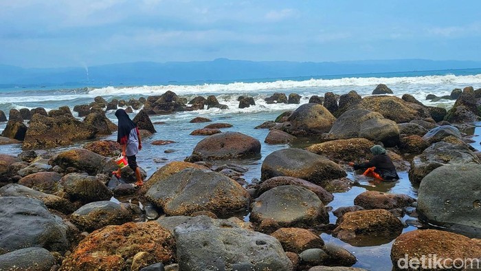 Mak Iis dan Mak Eyoh sedang berburu keong ogong di pesisir Sukawayana, Kabupaten Sukabumi.