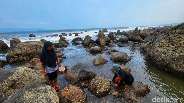 Mak Iis dan Mak Eyoh sedang berburu keong ogong di pesisir Sukawayana, Kabupaten Sukabumi.
