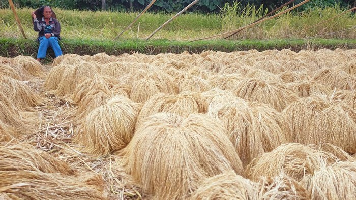Petani di Jatiluwih mengeluhkan pasar yang sepi di tengah harga beras merah yang jatuh. Untuk membantu petani, Perumda DS berjanji membeli gabah mereka.