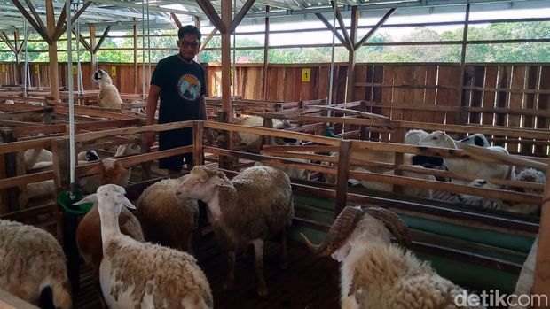 Peternakan domba Cipta Hadi Karya Farm di Desa Sawit, Kecamatan Gantiwarno, Klaten, Rabu (14/6/2023).