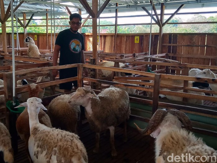 Peternakan domba Cipta Hadi Karya Farm di Desa Sawit, Kecamatan Gantiwarno, Klaten, Rabu (14/6/2023).