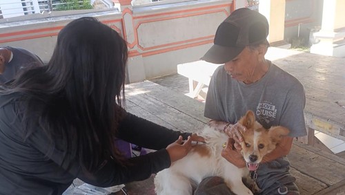 Petugas memberikan vaksin rabies ke anjing milik warga di Kabupaten Badung, Juni 2023. (Foto Agus Eka/detikBali)