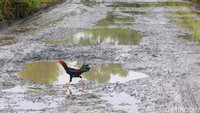 Lubang yang tergenang air terlihat di sejumlah titik.  