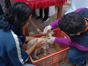 Hore... Dokter Hewan Masuk Desa di Banyuwangi, Gratis Lagi