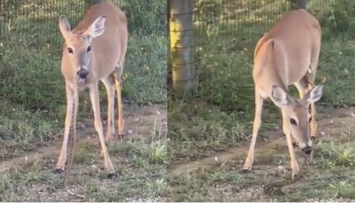 Rusa makan ular