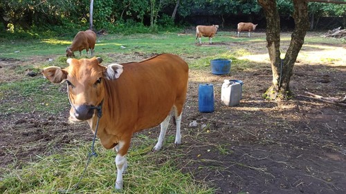 Sapi bali yang diternakan warga Desa Tegalmengkeb, Kecamatan Selemadeg Timur, Tabanan. (chairul amri simabur/detikBali)