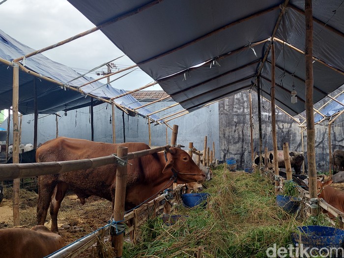 Sapi, Penjual Hewan Kurban di Surabaya