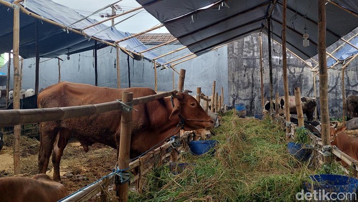 Sapi, Penjual Hewan Kurban di Surabaya
