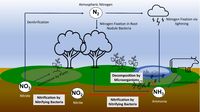 Pengertian Siklus Nitrogen Beserta Fungsi, Gambaran Proses, Dan Rumus ...