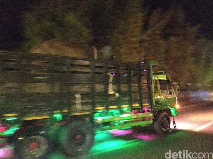 Truk yang membawa gajah dari Candi Borobudur menuju GL Zoo Jogja, Rabu (14/6/2023).