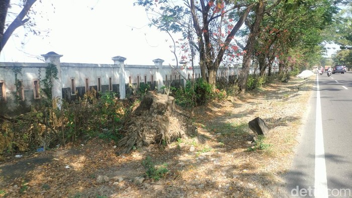 Akar pohon Bojonegoro