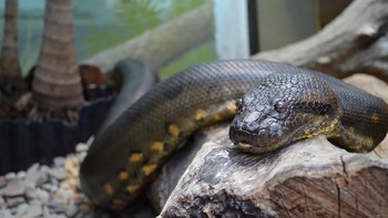 Anaconda hijau (Eunectes murinus) adalah jenis ular terbesar di dunia berdasarkan massa tubuhnya. Anaconda hijau memiliki panjang sekitar 9 meter dan berat sekitar 250 kilogram. Anaconda hijau hidup di hutan hujan Amazon di Amerika Selatan dan berburu di air atau di darat. Anaconda hijau dapat menelan mangsanya utuh dengan membuka mulutnya lebar-lebar Foto: Smithsonians National Zoo/Connor Mallon