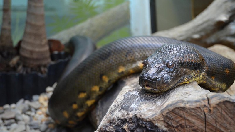 Anaconda Hijau