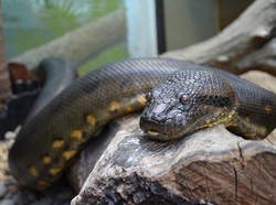 Anaconda Teror Warga! Ternak Jadi Santapan Ular Raksasa Amazon