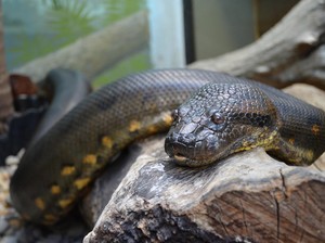 10 Spesies Ular Terbesar di Dunia, Ada yang Seukuran T-Rex!