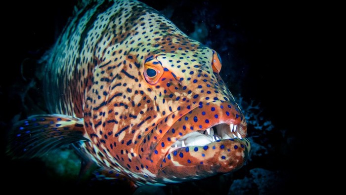 Bentuknya Mirip Monster, 5 Ikan Ini Ternyata Rasanya Lezat