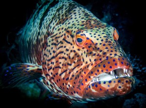Bentuknya Mirip Monster, 5 Ikan Ini Ternyata Rasanya Lezat