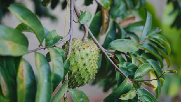 Daun sirsak CAGUA, VENEZUELA, DEC 24: Soursop fruit hanging on its tree, on December 24, 2018.