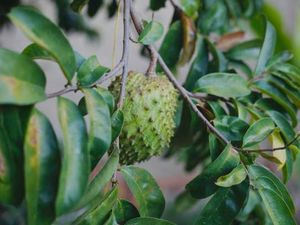 7 Cara Merebus Daun Sirsak, Bisa Cegah Kanker dan Membantu Pengobatan!
