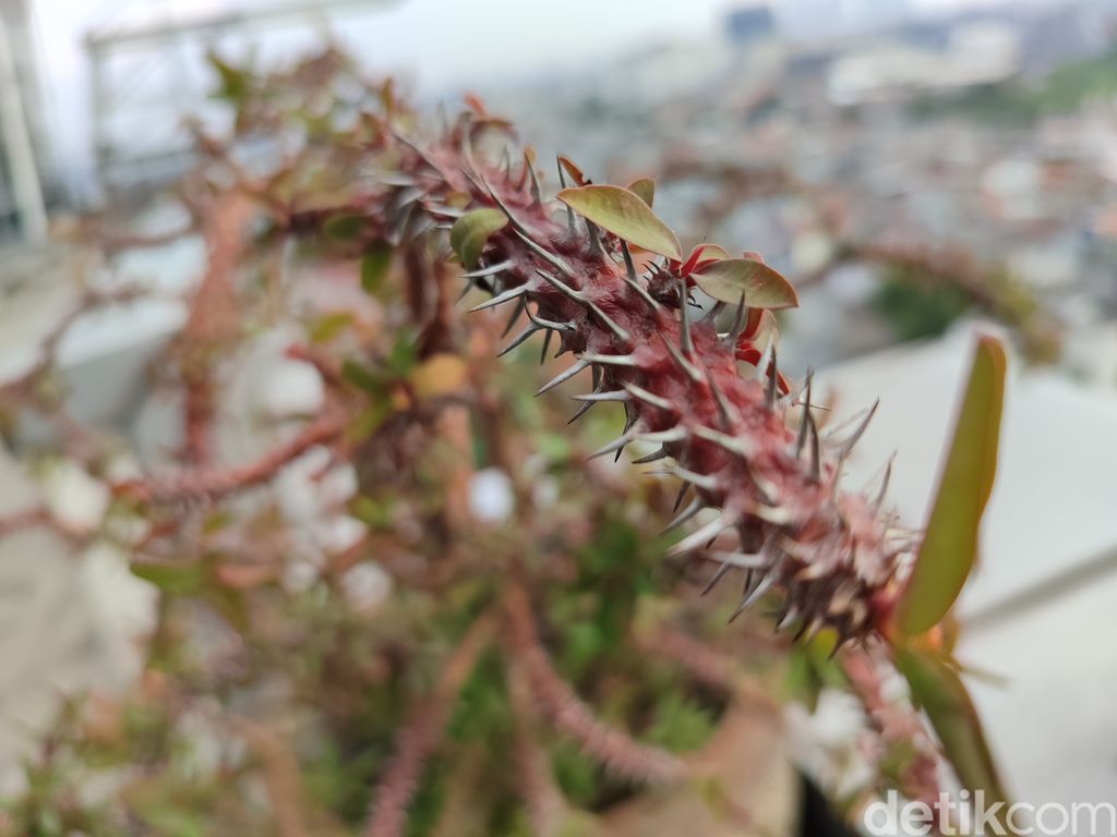 Hasil kamera Redmi Note 12 Pro