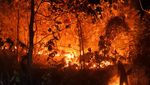 Terbakar, Hutan Jati Milik Perhutani di Situbondo Merah Menyala