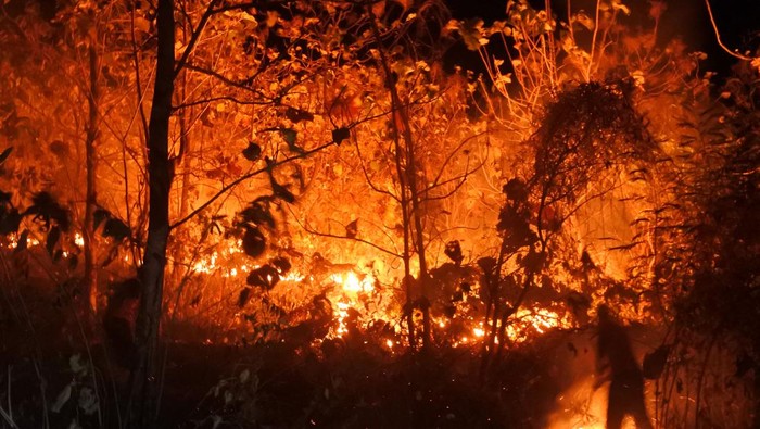 Kebakaran hutan jati milik Perhutani Petugas BPBD memadamkan api di hutan jati Petak 55 E milik Perhutani, Desa Bugeman, Kendit, Situbondo, Jawa Timur, Rabu (14/6/2023) malam. Titik api mulai terlihat di hutan jati seluas 1,5 hektare tersebut dalam dua minggu terkhir dengan lokasi yang berbeda-beda setiap harinya dan upaya pemadaman dilakukan secara manual karena medan yang terjal serta sulit dijangkau mobil pemadam. ANTARA FOTO/Seno/nym.