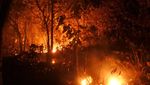 Terbakar, Hutan Jati Milik Perhutani di Situbondo Merah Menyala