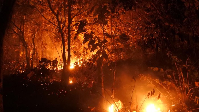 Kebakaran hutan jati milik Perhutani Petugas BPBD memadamkan api di hutan jati Petak 55 E milik Perhutani, Desa Bugeman, Kendit, Situbondo, Jawa Timur, Rabu (14/6/2023) malam. Titik api mulai terlihat di hutan jati seluas 1,5 hektare tersebut dalam dua minggu terkhir dengan lokasi yang berbeda-beda setiap harinya dan upaya pemadaman dilakukan secara manual karena medan yang terjal serta sulit dijangkau mobil pemadam. ANTARA FOTO/Seno/nym.