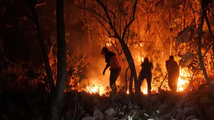 Kebakaran hutan jati milik Perhutani Petugas BPBD memadamkan api di hutan jati Petak 55 E milik Perhutani, Desa Bugeman, Kendit, Situbondo, Jawa Timur, Rabu (14/6/2023) malam. Titik api mulai terlihat di hutan jati seluas 1,5 hektare tersebut dalam dua minggu terkhir dengan lokasi yang berbeda-beda setiap harinya dan upaya pemadaman dilakukan secara manual karena medan yang terjal serta sulit dijangkau mobil pemadam. ANTARA FOTO/Seno/nym.