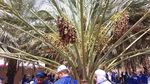 Berwisata di Kebun Kurma Madinah