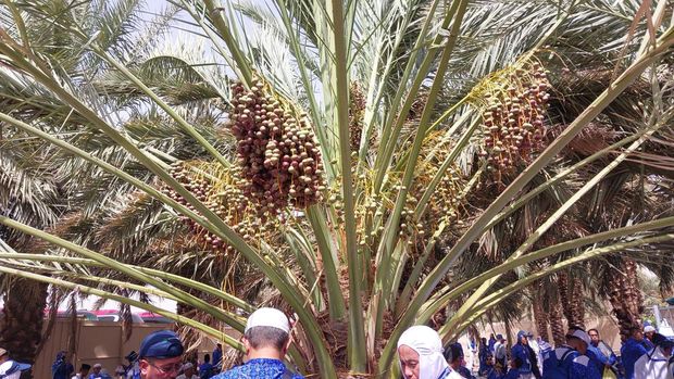 Madinah merupakan daerah yang diberkahi Allah SWT. Madinah bahkan lebih subur dibanding Makkah. Di kota nabi ini kita bisa menemukan kurma nabi yang dikenal memiliki khasiat kesehatan.
