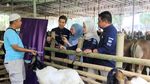 Makin Gampang! Beli Hewan Kurban Pakai QRIS
