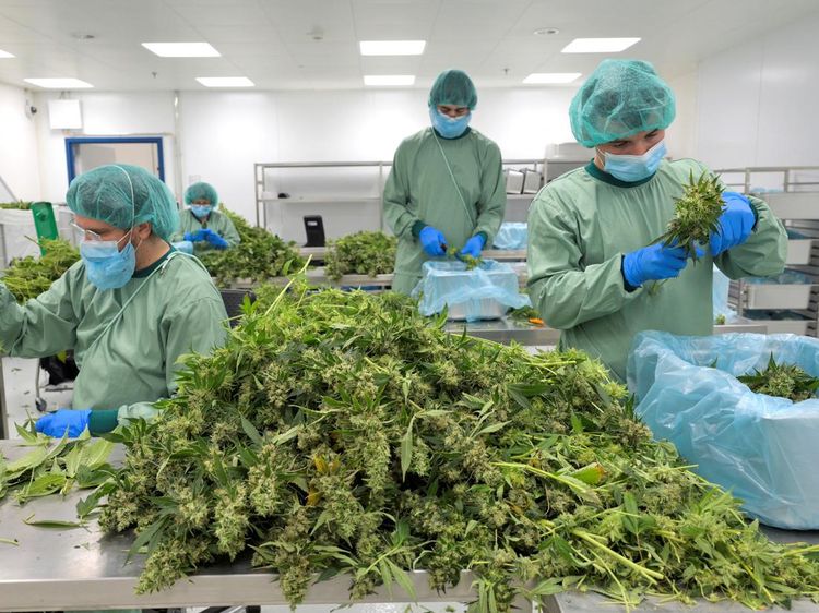 Melihat Produksi Ganja Medis di Pabrik Jerman