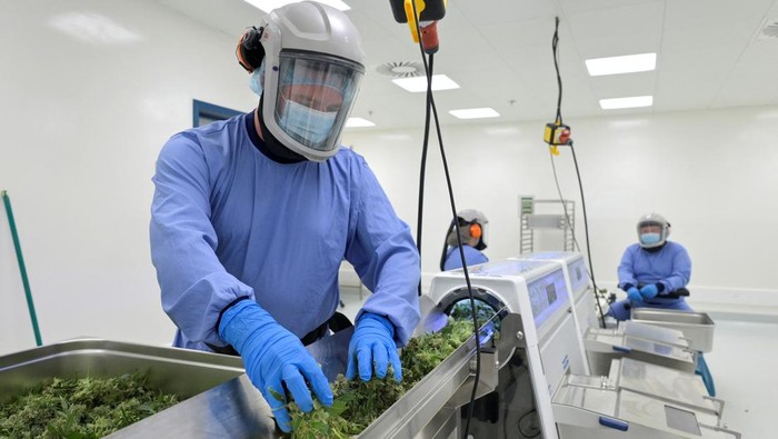 Employees process cannabis flowers at Demecan, the first German company to supply medicinal cannabis to the German Cannabis Agency in Ebersbach, Germany, June 13, 2023. REUTERS/Matthias Rietschel TPX IMAGES OF THE DAY