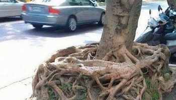 Akhirnya bisa menemukan akar pangkat dua alias square root! Foto: notelibrary via Bored Panda