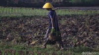 Tak hanya emak-emak, proses tanam padi ini juga melibatkan kaum pria. Pekerjaan yang lebih berat bisanya dilakukan kaum pria salah satunya memikul benih padi. (Foto: Wisma Putra/detikJabar)