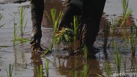 Wilayah Solokanjeruk, Ciparay dan sejumlah kecamatan yang ada di timur Kabupaten Bandung, masih memiliki banyak lahan persawahan, meski tak dipungkiri sejumlah lahan yang tadinya sawah beralih fungsi menjadi perumahan hingga industri. (Foto: Wisma Putra/detikJabar)