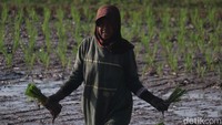 Buruh tani yang melakukan proses tandur didominasi kaum perempuan atau emak-emak. (Foto: Wisma Putra/detikJabar)