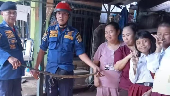Penemuan ular tikus raja di rumah warga di Ciampea, Kabupaten Bogor,