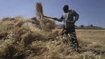 Potret Petani Palestina saat Memanen Gandum