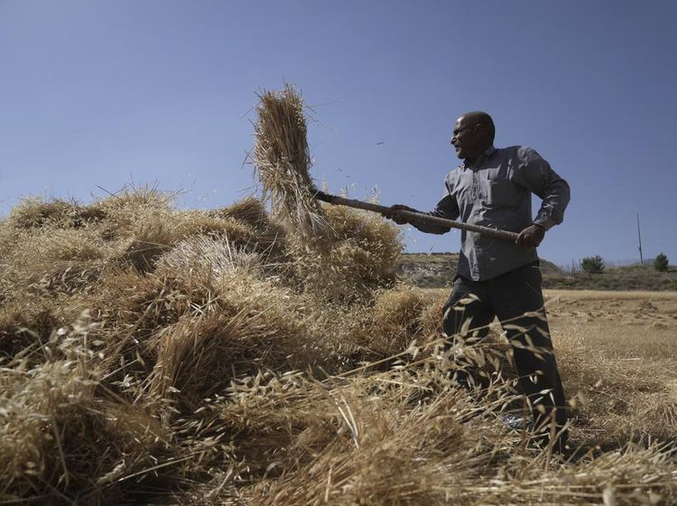 Potret Petani Palestina saat Memanen Gandum