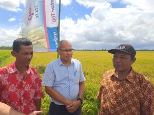 Strategi Wilmar Padi Bantu Produktivitas Petani Sumsel