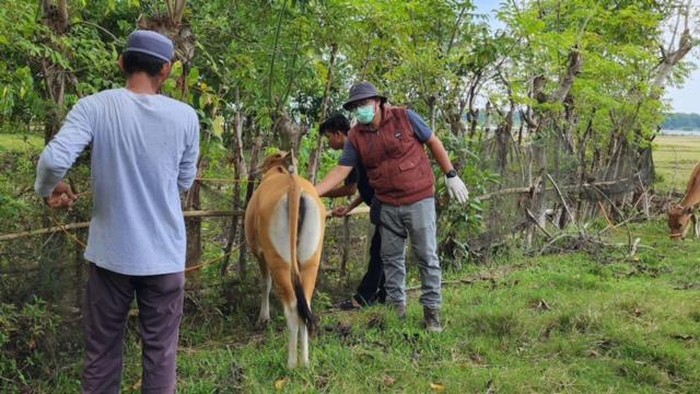 Sapi di Kabupaten Bone, Sulsel tepapar virus Jembarana.