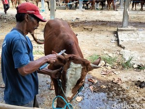 Jelang Idul Adha, Jasa Salon Sapi Kian Diminati di Pasar Hewan Blitar