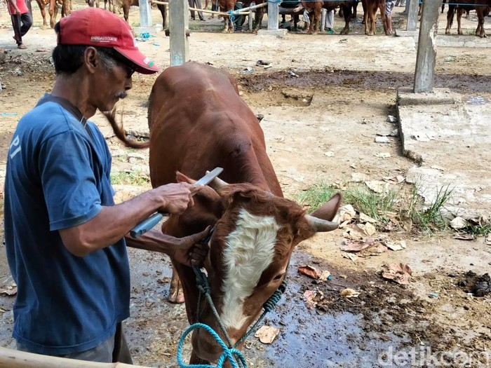 Sapi di Pasar Hewan Dimoro, Kota Blitar saat mendapatkan treatment di salon