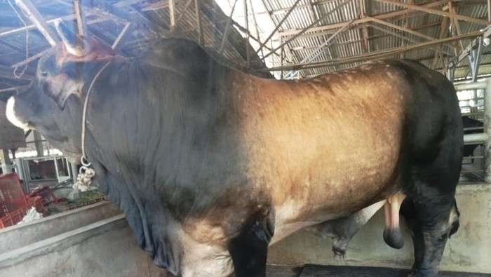Sapi jenis limosin yang dibeli Jokowi untuk disumbangkan ke Masjid Agung Medan pada Idul Adha tahun ini.