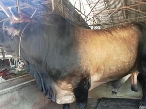 Jokowi Sumbang 1 Ekor Sapi Jumbo untuk Masjid Agung Medan saat Idul Adha